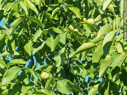 Frutos inmaduros de nogal (trimas) en verano - Flora - IMÁGENES VARIAS. Foto No. 66809