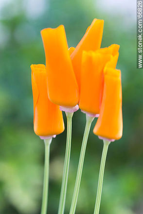 California poppy, golden poppy, California sunlight, cup of gold - Flora - MORE IMAGES. Photo #66826
