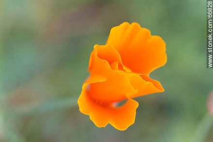 California poppy, golden poppy, California sunlight, cup of gold - Flora - MORE IMAGES. Photo #66828