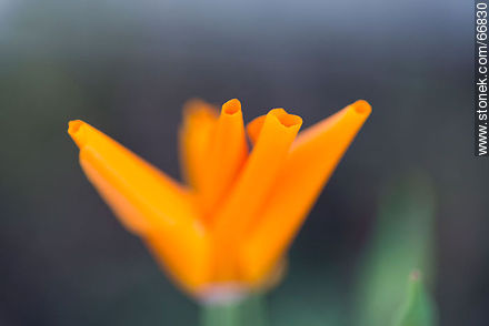Dedal de oro, flor del inca, amapola de California. Se cierra al atardecer - Flora - IMÁGENES VARIAS. Foto No. 66830