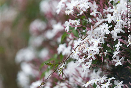 Pink jasmine or white jasmine - Flora - MORE IMAGES. Photo #66823