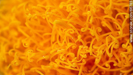 Flor copete anaranjada en crecimiento - Flora - IMÁGENES VARIAS. Foto No. 66783