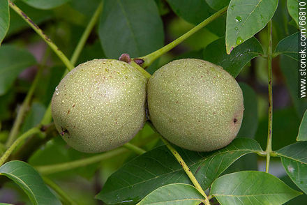Immature walnut fruit - Flora - MORE IMAGES. Photo #66810