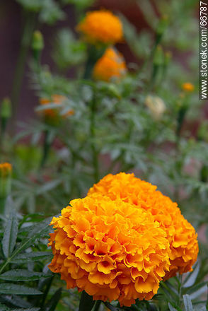 Flor copete anaranjada - Flora - IMÁGENES VARIAS. Foto No. 66787
