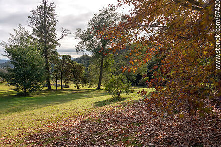 Árboles de otoño - Departamento de Lavalleja - URUGUAY. Foto No. 67420