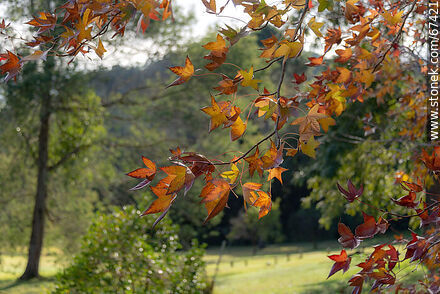 Árboles de otoño - Departamento de Lavalleja - URUGUAY. Foto No. 67421