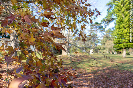Árboles de otoño - Departamento de Lavalleja - URUGUAY. Foto No. 67422