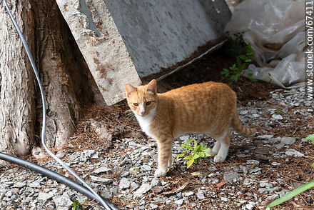 Domestic cat - Lavalleja - URUGUAY. Photo #67411
