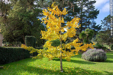 Ginkgo biloba amarillo en otoño - Departamento de Lavalleja - URUGUAY. Foto No. 67418
