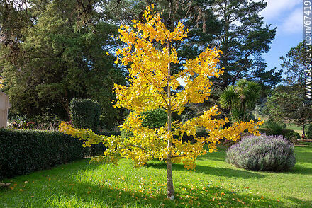 Ginkgo biloba amarillo en otoño - Departamento de Lavalleja - URUGUAY. Foto No. 67419