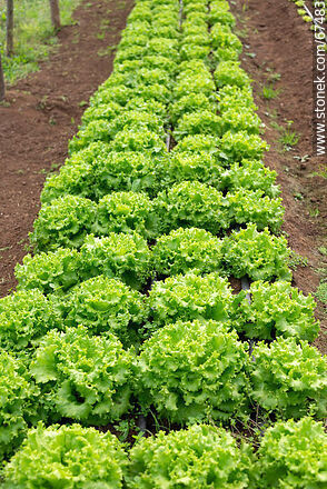 Curly lettuce in the orchard greenhouse - Lavalleja - URUGUAY. Photo #67483