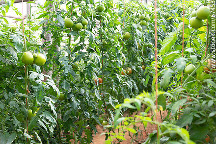 Tomates en el invernáculo de la huerta - Departamento de Lavalleja - URUGUAY. Foto No. 67453