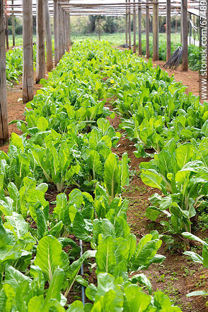 Chard in the orchard greenhouse - Lavalleja - URUGUAY. Photo #67489