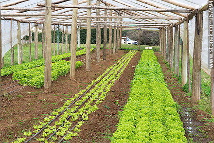 Curly lettuce in the orchard greenhouse - Lavalleja - URUGUAY. Photo #67494