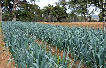 Plantación de cebollas en la huerta - Departamento de Lavalleja - URUGUAY. Foto No. 67446
