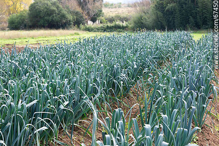 Plantación de cebollas en la huerta - Departamento de Lavalleja - URUGUAY. Foto No. 67450