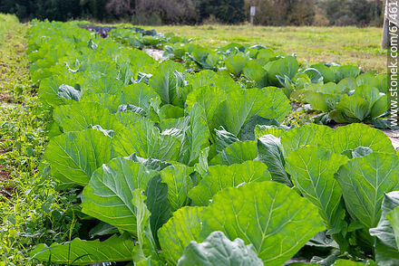 White cabbage in the orchard - Lavalleja - URUGUAY. Photo #67461