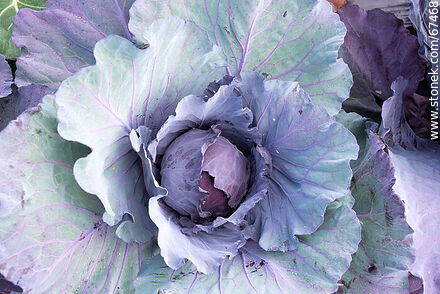 Red cabbage in the orchard - Lavalleja - URUGUAY. Photo #67468