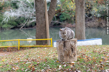 Gato gris en el arroyo San Francisco - Departamento de Lavalleja - URUGUAY. Foto No. 67415