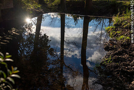 Tree and cloud reflection - Lavalleja - URUGUAY. Photo #67425