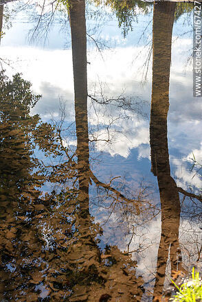 Tree and cloud reflection - Lavalleja - URUGUAY. Photo #67427