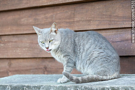 Grey cat - Lavalleja - URUGUAY. Photo #67531