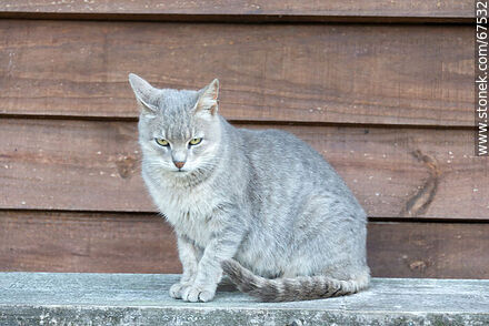Grey cat - Lavalleja - URUGUAY. Photo #67532
