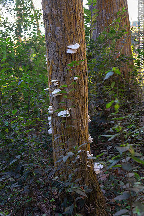 Mushrooms in autumn - Lavalleja - URUGUAY. Photo #67567