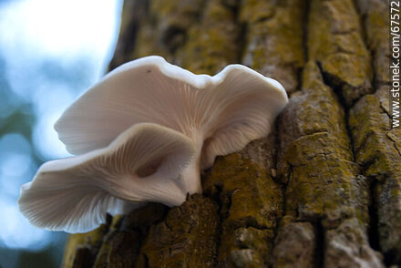 Mushrooms in autumn - Flora - MORE IMAGES. Photo #67572
