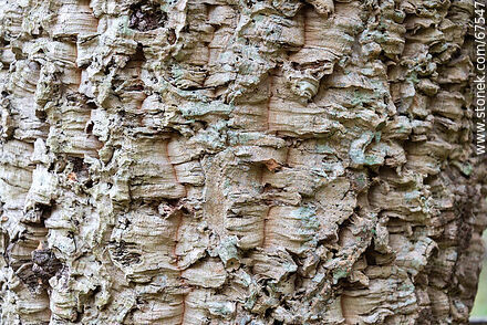 Cork oak - Lavalleja - URUGUAY. Photo #67547