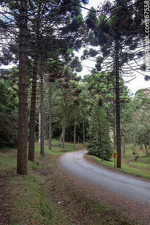 Access road to the hotel - Lavalleja - URUGUAY. Photo #67558