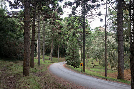 Access road to the hotel - Lavalleja - URUGUAY. Photo #67559