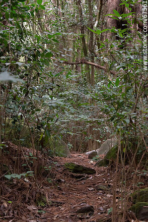 Sendero al bosque de los druidas - Departamento de Lavalleja - URUGUAY. Foto No. 67561