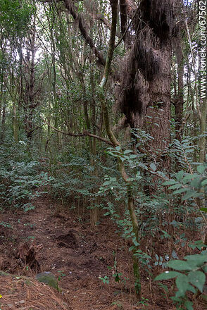 Sendero al bosque de los druidas - Departamento de Lavalleja - URUGUAY. Foto No. 67562