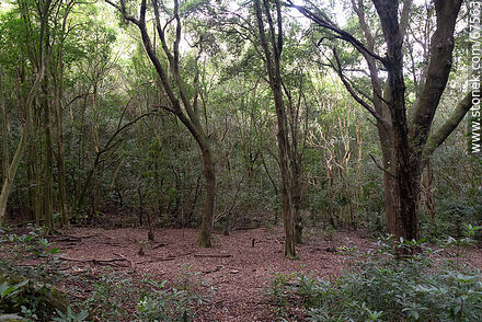 Sendero al bosque de los druidas - Departamento de Lavalleja - URUGUAY. Foto No. 67563