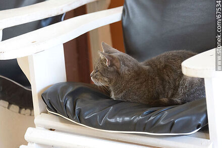 Gato en un sillón - Departamento de Lavalleja - URUGUAY. Foto No. 67534
