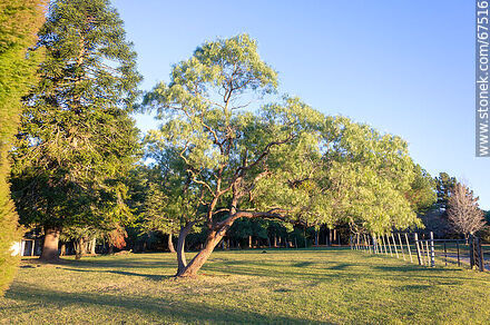 Atardecer en el parque de la OSE en Minas - Departamento de Lavalleja - URUGUAY. Foto No. 67516