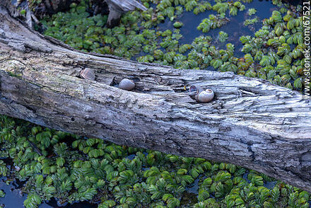 Snails on trunk - Lavalleja - URUGUAY. Photo #67521