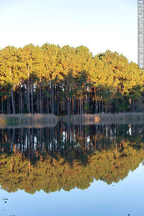 Reflejo del paisaje de árboles en el lago de OSE - Departamento de Lavalleja - URUGUAY. Foto No. 67524