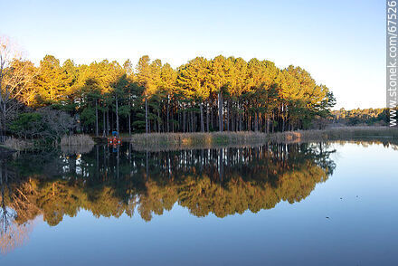 Reflejo del paisaje de árboles en el lago de OSE - Departamento de Lavalleja - URUGUAY. Foto No. 67526