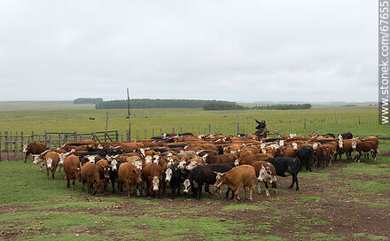 Arreando ganado vacuno - Fauna - IMÁGENES VARIAS. Foto No. 67655