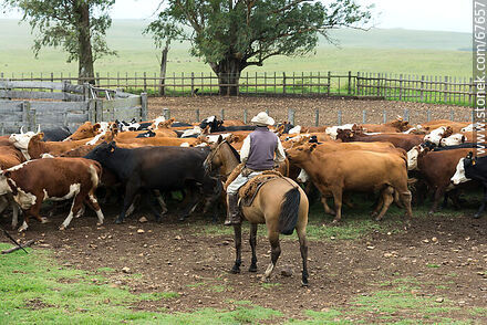 Arreando las vacas - Fauna - IMÁGENES VARIAS. Foto No. 67657