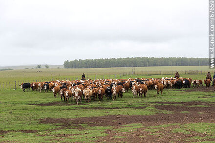 Arreando ganado vacuno - Fauna - IMÁGENES VARIAS. Foto No. 67659