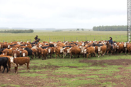Herding cattle -  - URUGUAY. Photo #67660