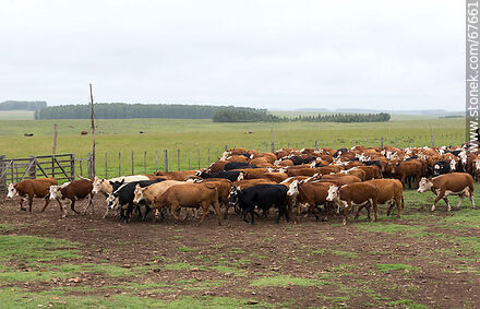 Arreando ganado vacuno - Fauna - IMÁGENES VARIAS. Foto No. 67661