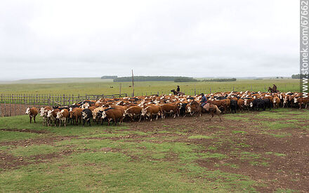 Herding cattle - Fauna - MORE IMAGES. Photo #67662