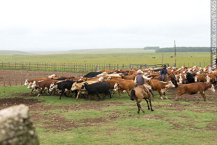 Herding cattle - Fauna - MORE IMAGES. Photo #67665
