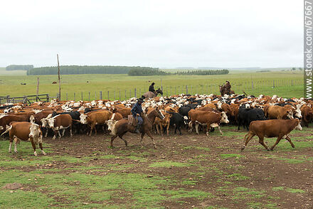 Herding cattle - Fauna - MORE IMAGES. Photo #67667
