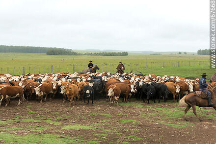 Herding cattle - Fauna - MORE IMAGES. Photo #67668
