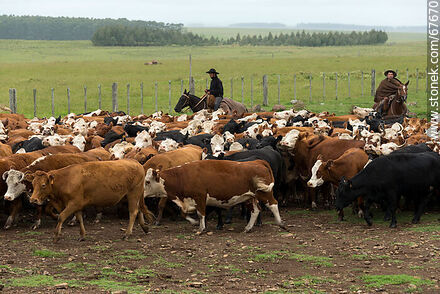 Herding cattle - Fauna - MORE IMAGES. Photo #67670